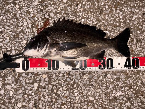 クロダイの釣果