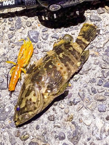 チャイロマルハタの釣果