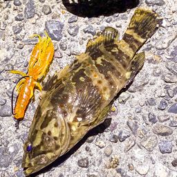 チャイロマルハタ