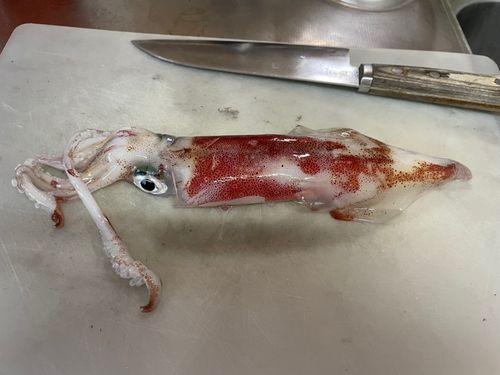 マイカの釣果