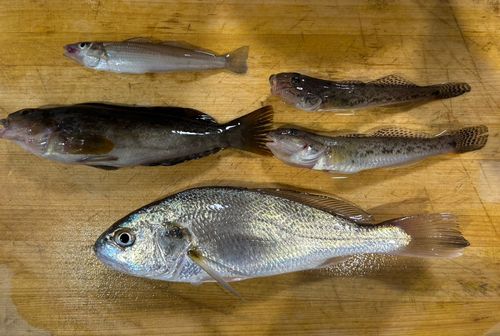 イシモチの釣果