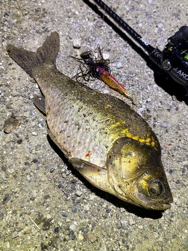 フナの釣果