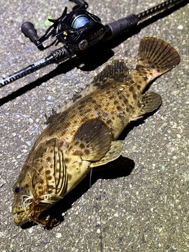 チャイロマルハタの釣果