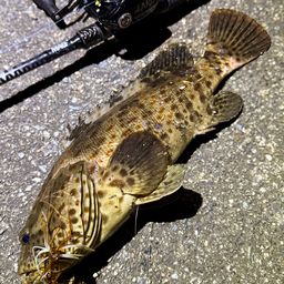 チャイロマルハタ