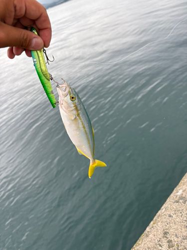 フクラギの釣果