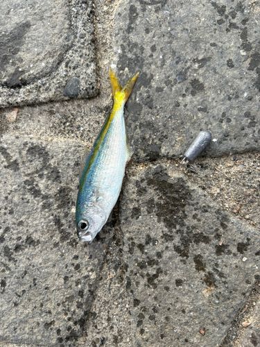 タカベの釣果