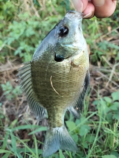 ブルーギルの釣果