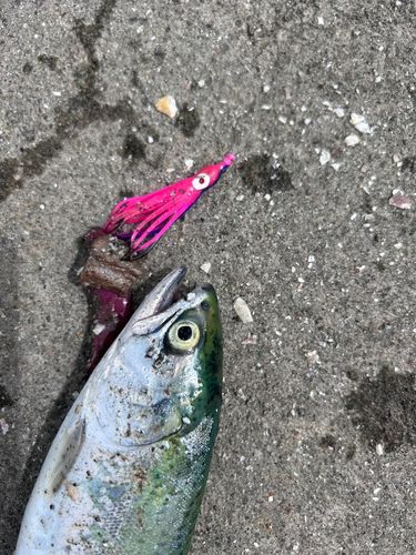 アキアジの釣果