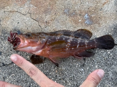 キジハタの釣果