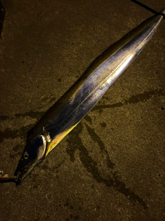 タチウオの釣果