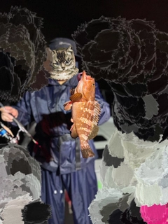 キジハタの釣果