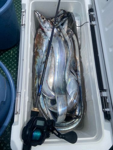 タチウオの釣果