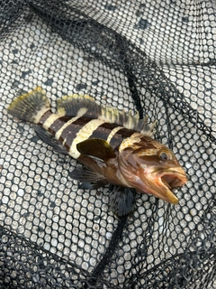 アオハタの釣果