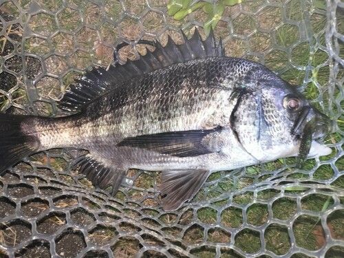 チヌの釣果