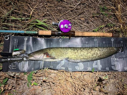 ナマズの釣果