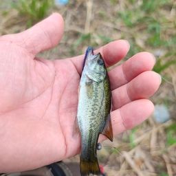 ラージマウスバス