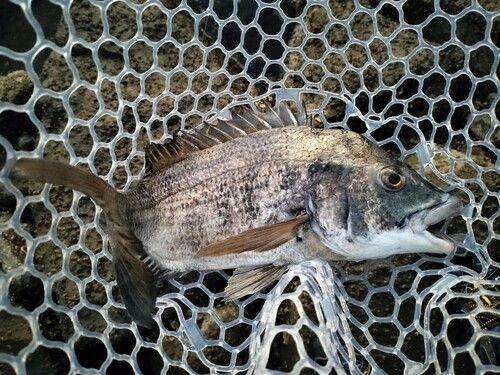 チヌの釣果