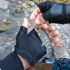 ヤマメの釣果