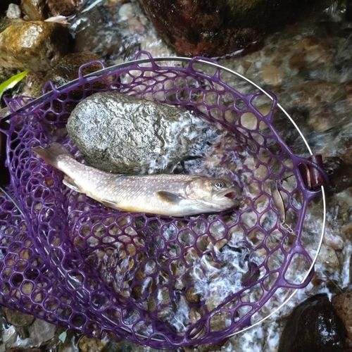 イワナの釣果