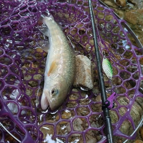 イワナの釣果