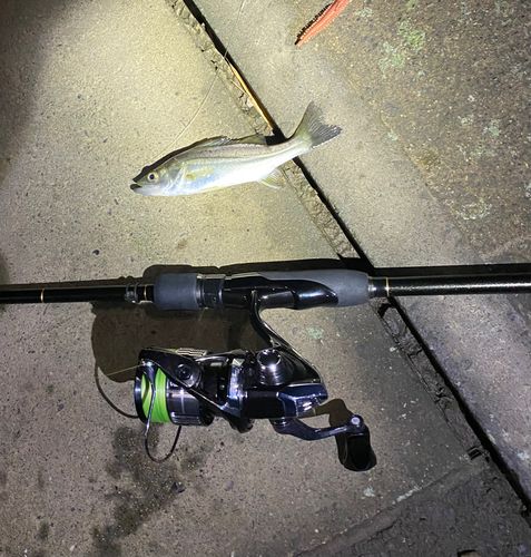 セイゴ（マルスズキ）の釣果