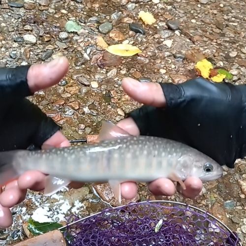 イワナの釣果