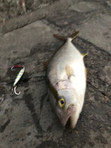 ショゴの釣果