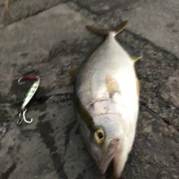 ショゴ
