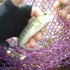 イワナの釣果
