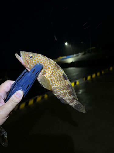 キジハタの釣果