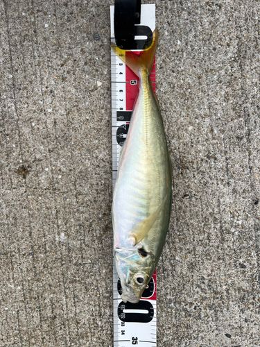 アジ