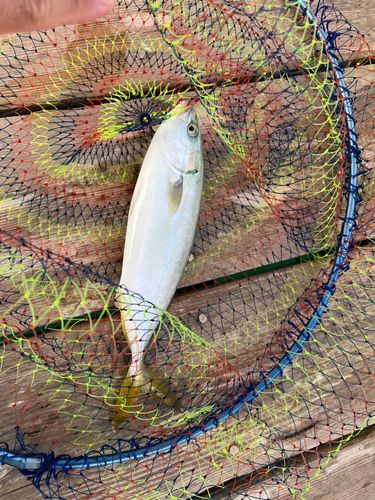 ネリゴの釣果