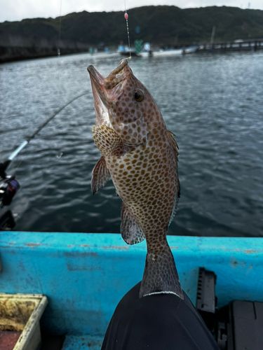 イサキの釣果