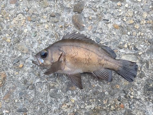 メバルの釣果