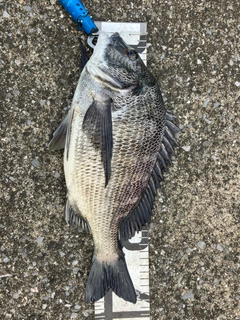 クロダイの釣果
