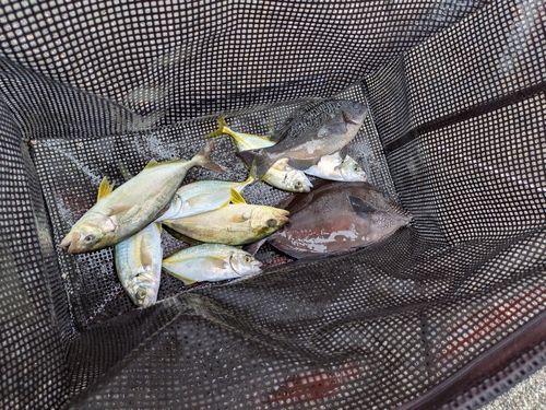 シマアジの釣果