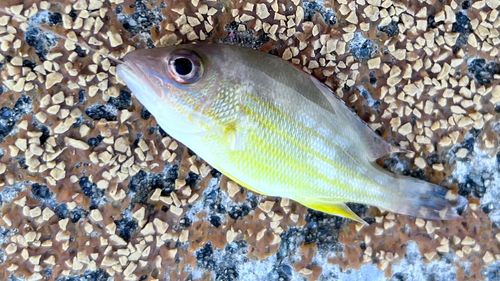 オキフエダイの釣果