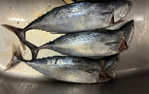 ヒラソウダの釣果