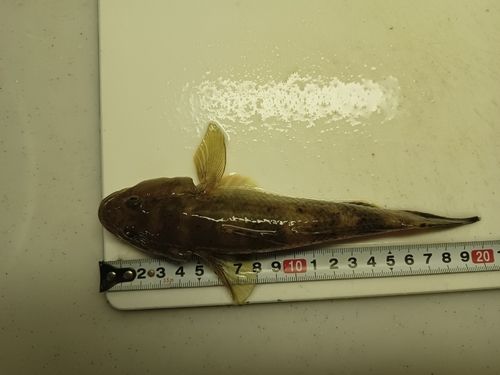 ハゼの釣果