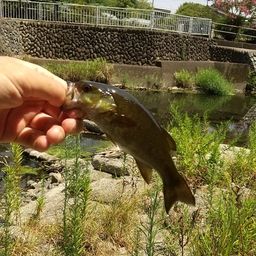 スモールマウスバス