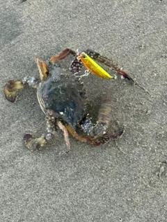 釣果