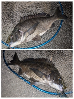 クロダイの釣果