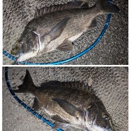 クロダイ
