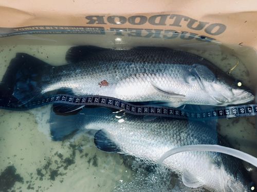 バラマンディの釣果