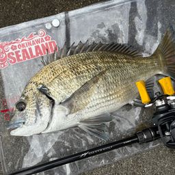 ミナミクロダイ