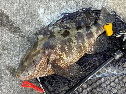 マダラハタの釣果