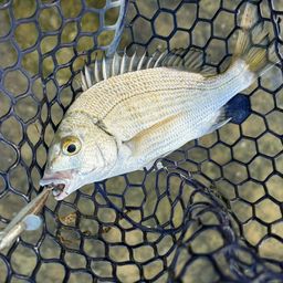 ミナミクロダイ