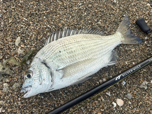 ミナミクロダイの釣果