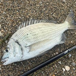 ミナミクロダイ