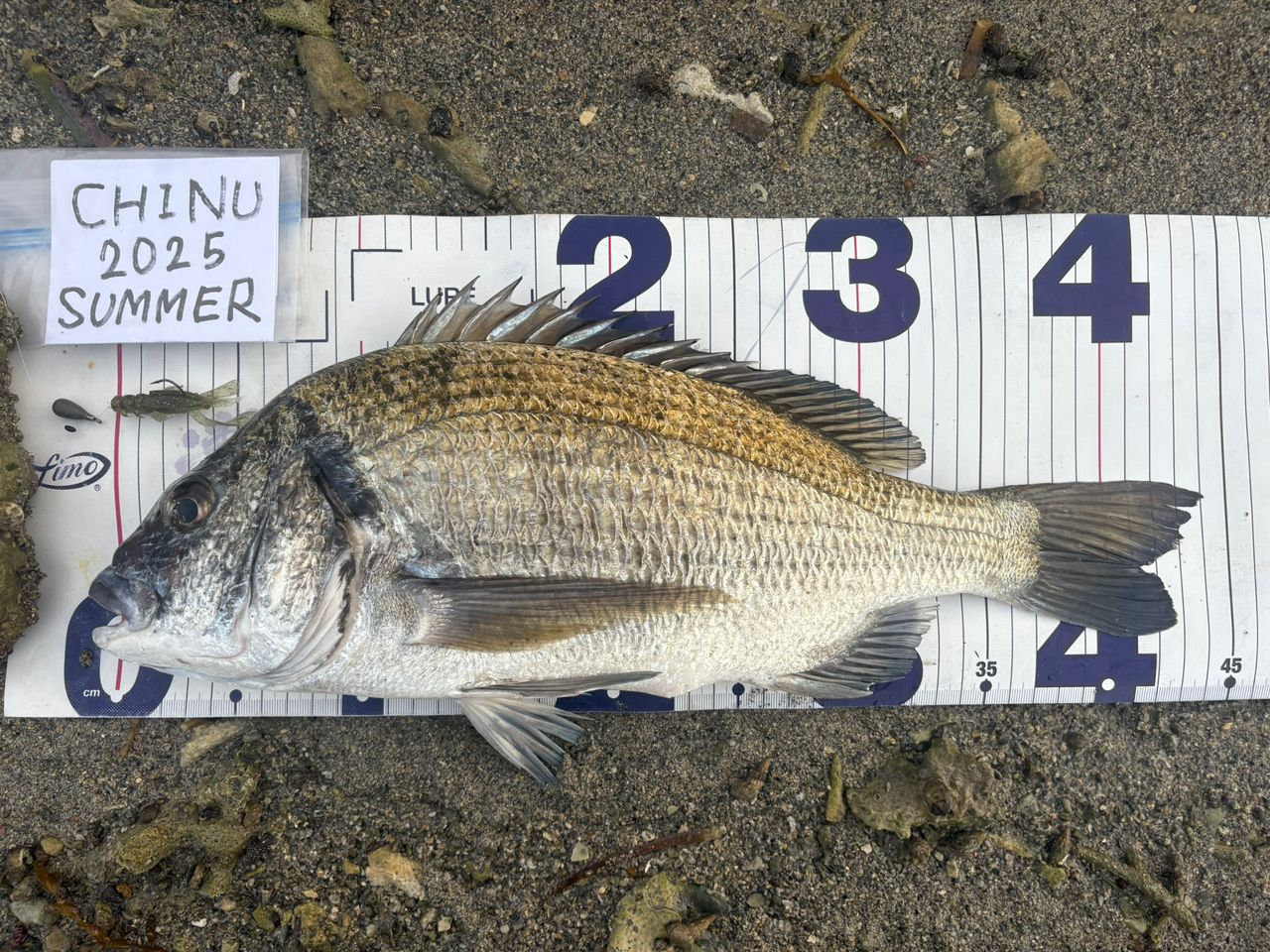 ミナミクロダイ